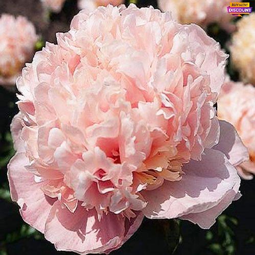 Peony Sweet Sixteen - Peony Plants from Holland - Peonita