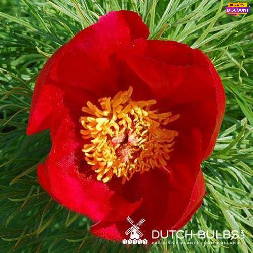 Peony Tenuifolia - Peony Plants from Holland - Peonita