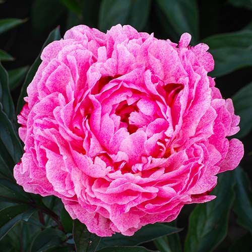 Peony The Fawn - Peony Plants from Holland - Peonita