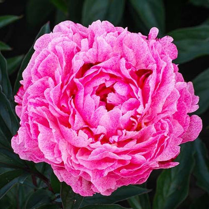 Peony The Fawn - Peony Plants from Holland - Peonita