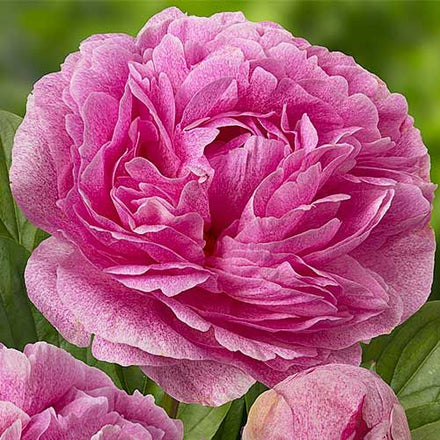 Peony The Fawn - Peony Plants from Holland - Peonita