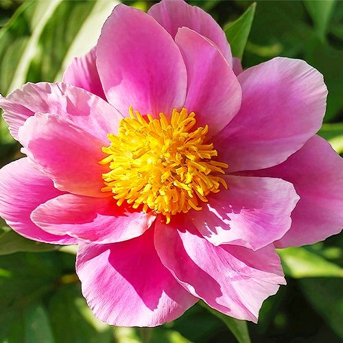 Peony Thumbelina - Peonita