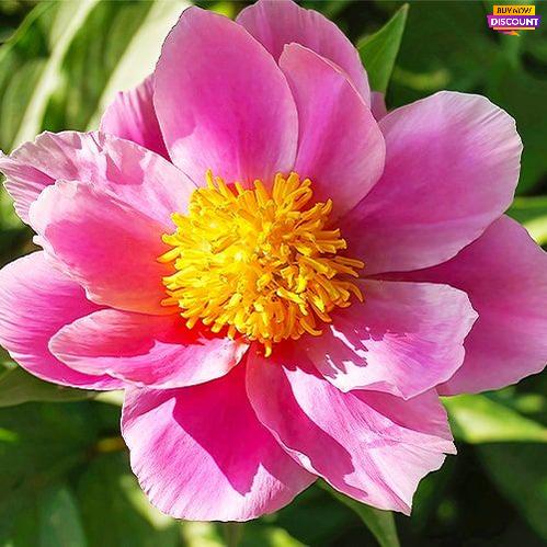 Peony Thumbelina - Peony Plants from Holland - Peonita