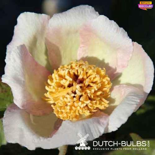 Peony Time Traveler - Peony Plants from Holland - Peonita