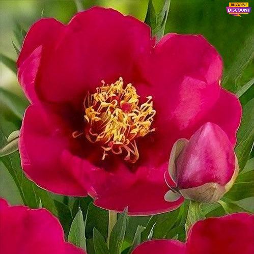 Peony Tolomeo (ITOH ) - Peony Plants from Holland - Peonita