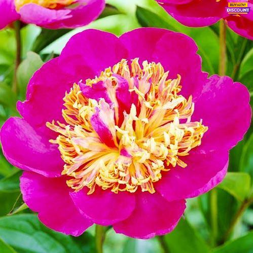 Peony Tom Eckhardt - Peony Plants from Holland - Peonita