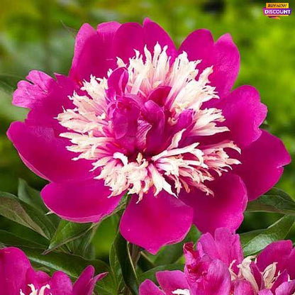 Peony Top Hat - Peony Plants from Holland - Peonita