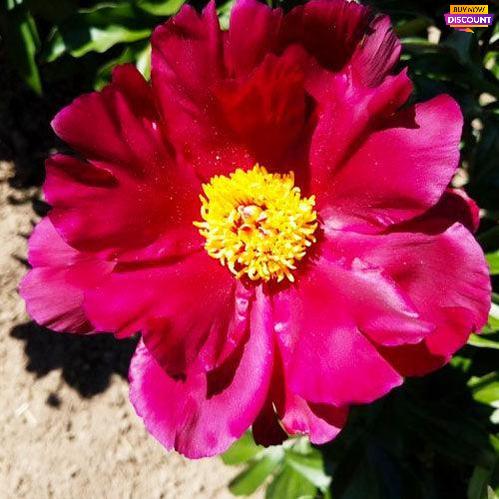 Peony Topeka Garnet - Peony Plants from Holland - Peonita