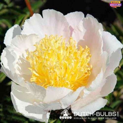 Peony Topeka Statue - Peony Plants from Holland - Peonita