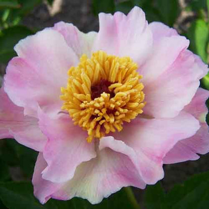 Peony Tranquil Dove - Peonita