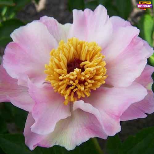Peony Tranquil Dove - Peony Plants from Holland - Peonita