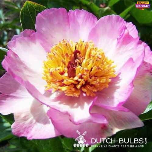 Peony Tranquil Dove - Peony Plants from Holland - Peonita
