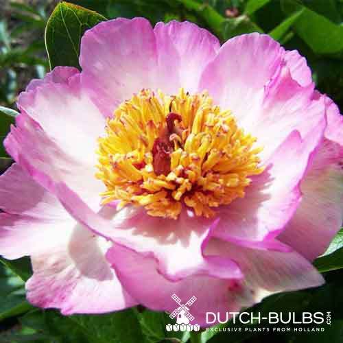 Peony Tranquil Dove - Peonita