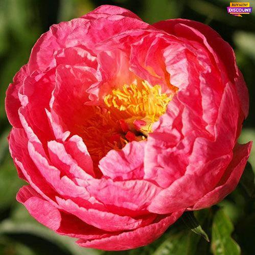 Peony Tropicana - Peony Plants from Holland - Peonita