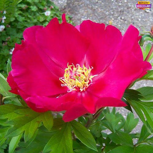 Peony Unique (ITOH ) - Peony Plants from Holland - Peonita