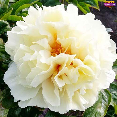 Peony Vanilla Schnapps - Peony Plants from Holland - Peonita