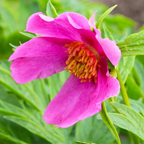 Peony Veitchii var. Woodwardii - Peonita