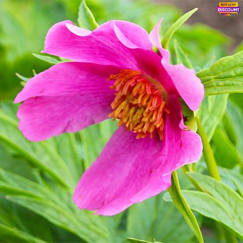 Peony Veitchii var. Woodwardii - Peony Plants from Holland - Peonita