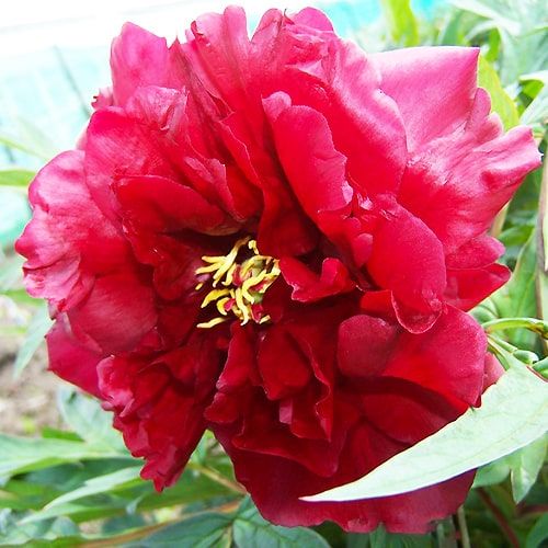 Peony Vesuvian - Peonita