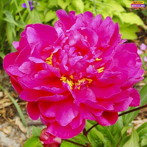 Peony Victoire de la Marne - Peony Plants from Holland - Peonita