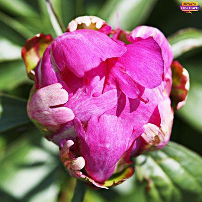 Peony Victoire de la Marne - Peony Plants from Holland - Peonita