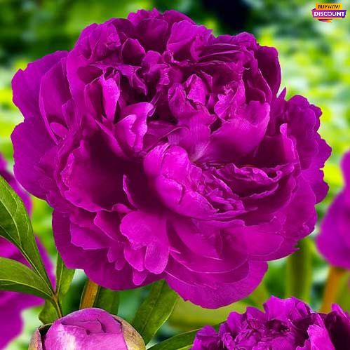 Peony Victoire de la Marne - Peony Plants from Holland - Peonita