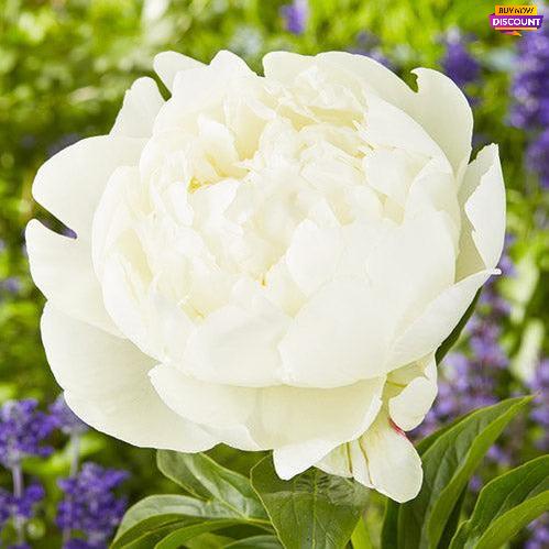 Peony Victorian Blush - Peony Plants from Holland - Peonita