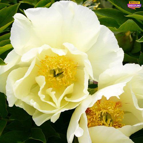 Peony Viking Full Moon (ITOH ) - Peony Plants from Holland - Peonita