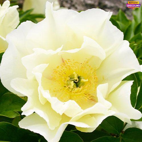 Peony Viking Full Moon (ITOH ) - Peony Plants from Holland - Peonita
