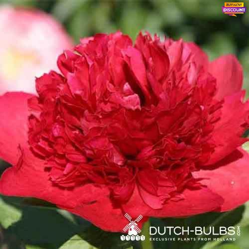 Peony Viking Valor - Peony Plants from Holland - Peonita