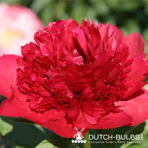 Peony Viking Valor - Peonita