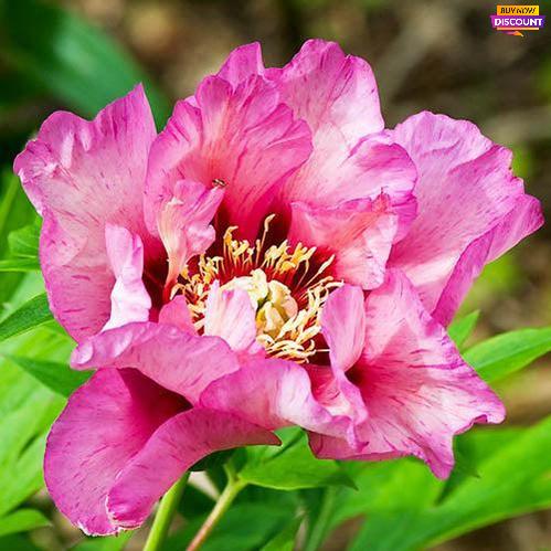 Peony Visions of Sugar Plums - Peony Plants from Holland - Peonita