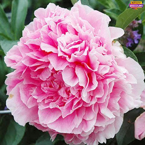 Peony Vived Rose - Peony Plants from Holland - Peonita