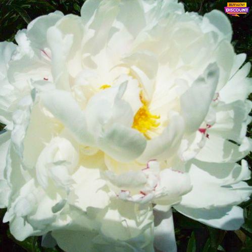 Peony Vogue - Peony Plants from Holland - Peonita