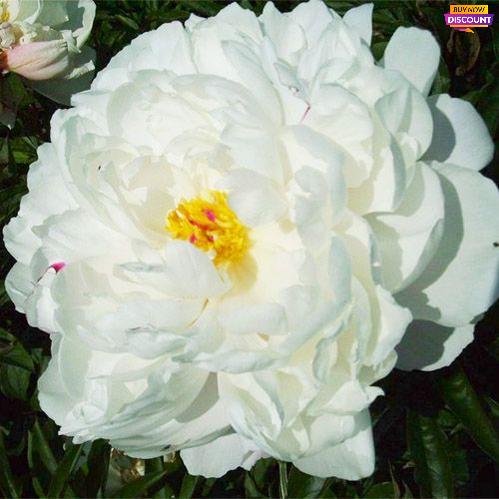 Peony Vogue - Peony Plants from Holland - Peonita