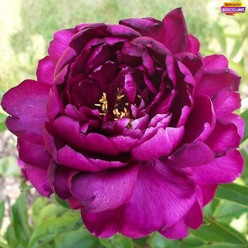 Peony W.F. Turner - Peony Plants from Holland - Peonita