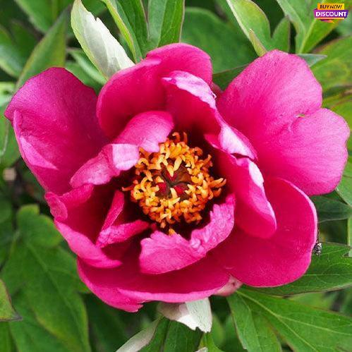 Peony Watermelon Wine (ITOH ) - Peony Plants from Holland - Peonita