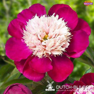 Peony White Cap