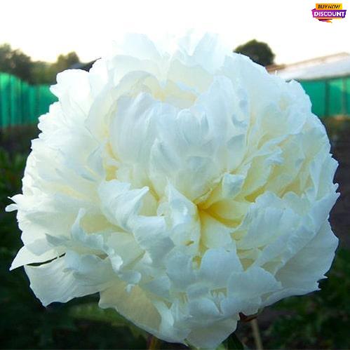 Peony White Charm - Peony Plants from Holland - Peonita