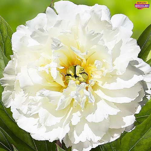 Peony White Emperor (ITOH ) - Peony Plants from Holland - Peonita