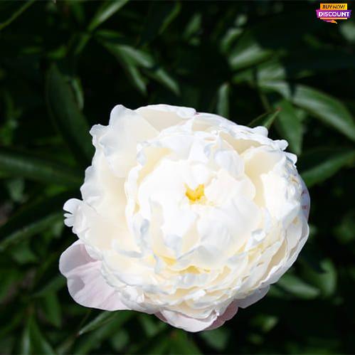 Peony White Frost - Peony Plants from Holland - Peonita