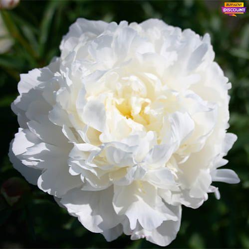 Peony White Frost - Peony Plants from Holland - Peonita