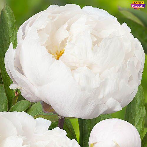 Peony White Grace - Peony Plants from Holland - Peonita