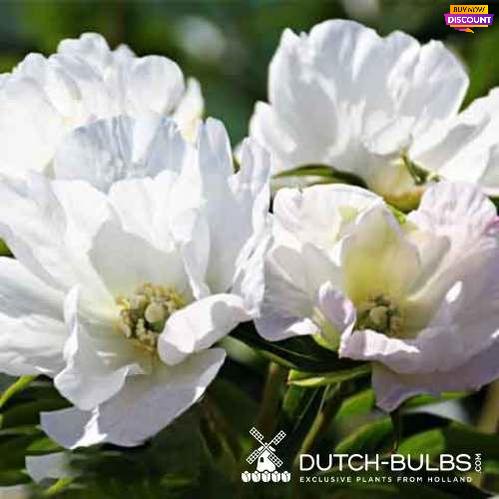 Peony White Innocence - Peony Plants from Holland - Peonita