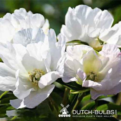 Peony White Innocence - Peonita