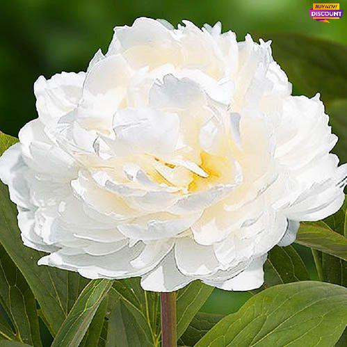 Peony White Ivory - Peony Plants from Holland - Peonita