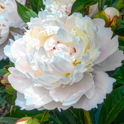 Peony White Lullebay (Herbaceous) - Peony Plants from Holland - Peonita