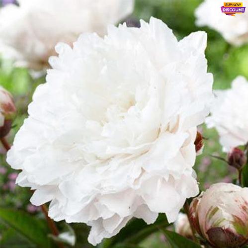 Peony White Sarah Bernhardt - Peony Plants from Holland - Peonita