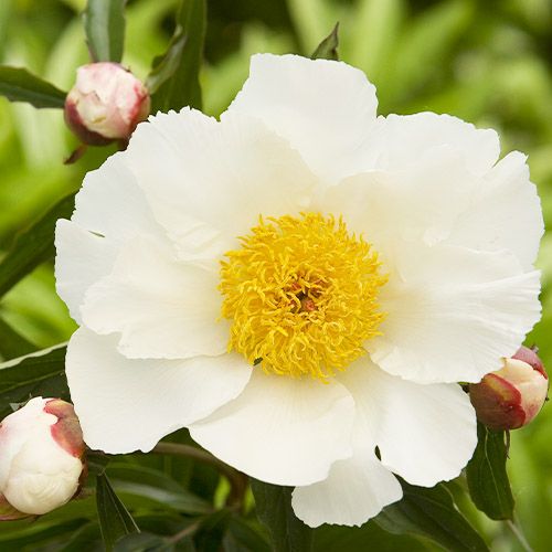 Peony White Wings - Peonita