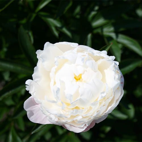 Peony White Frost - Peonita